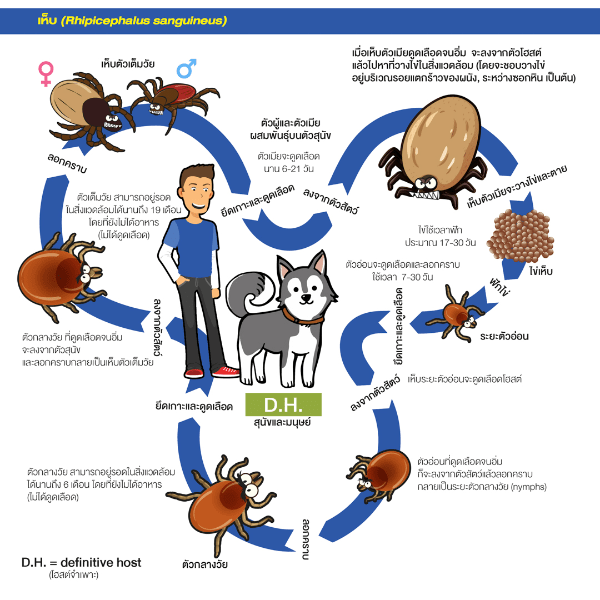 Tick cycle