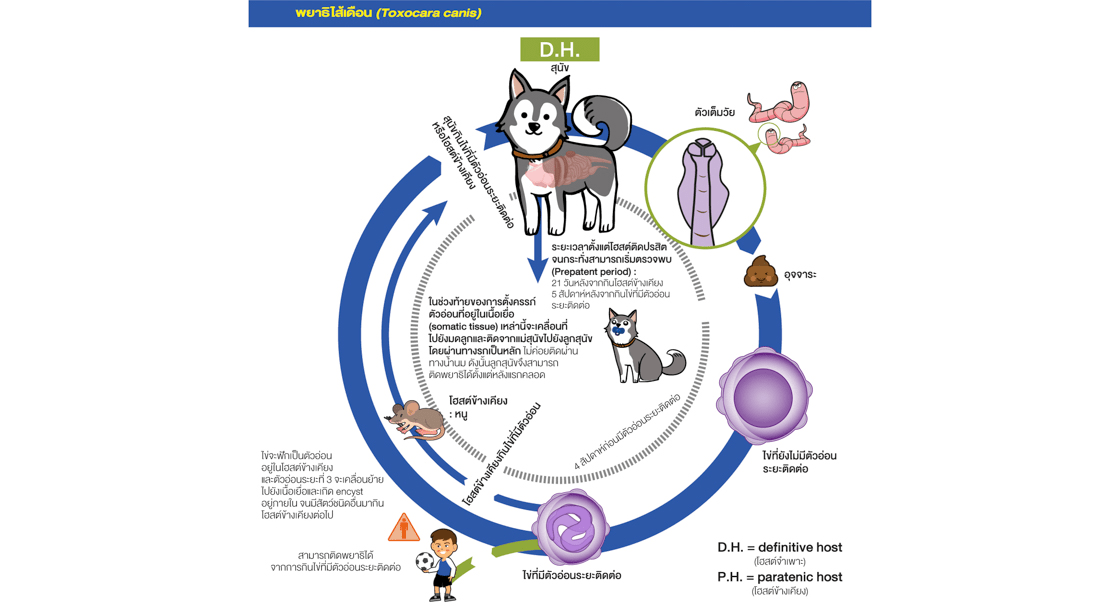 Roundworm cycle in dog