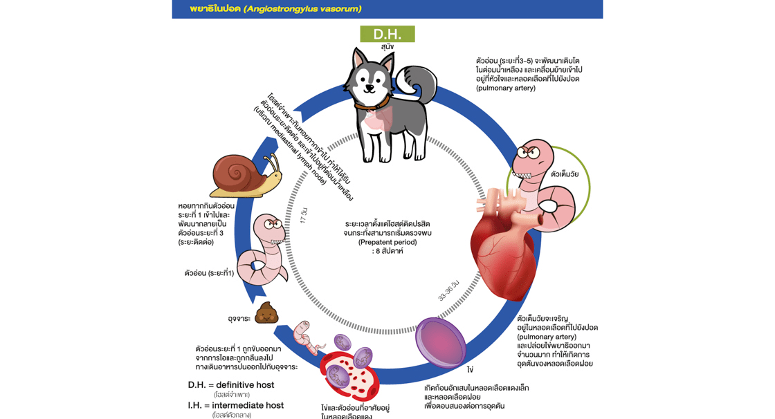 NexGard Spectra cycle of heartworm