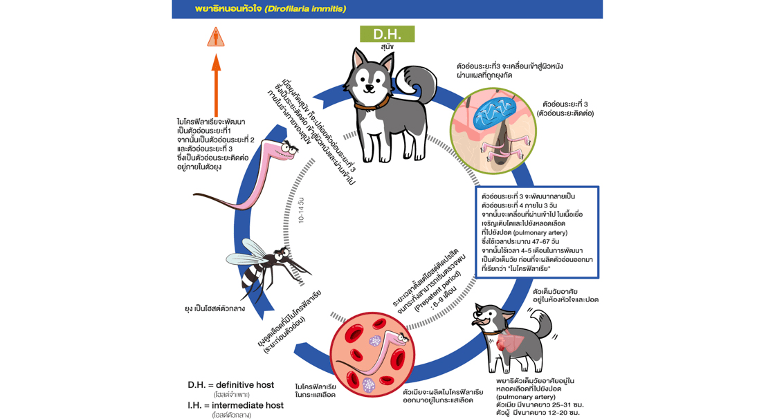 Heartworm cycle