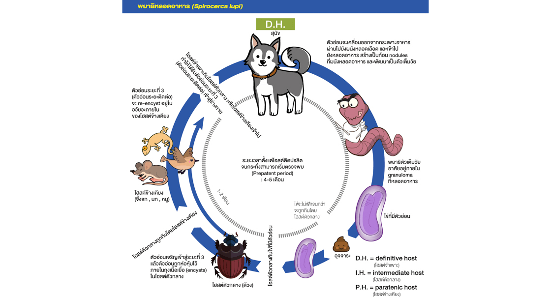 Spiocerca lupi cycle