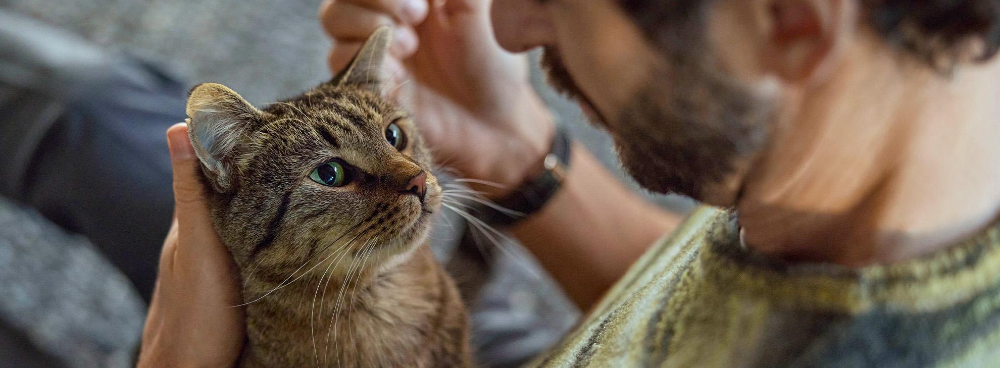 Cat Main image desktop​  NexFamily-NexGard-น้องเเมว NexGard COMBO-เช็กความเสี่ยง​