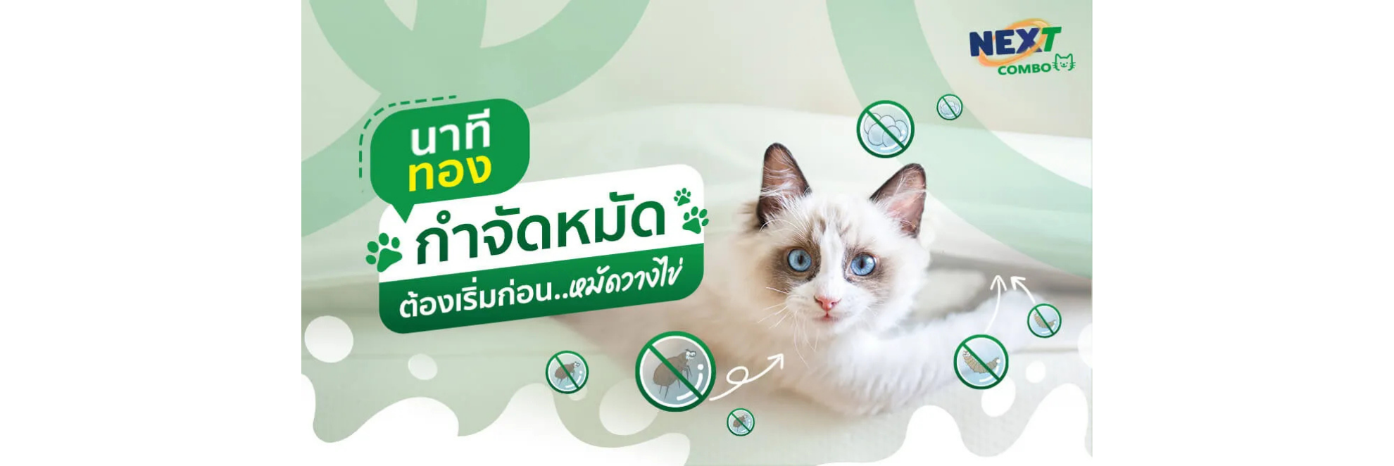 หมัดวางไข่