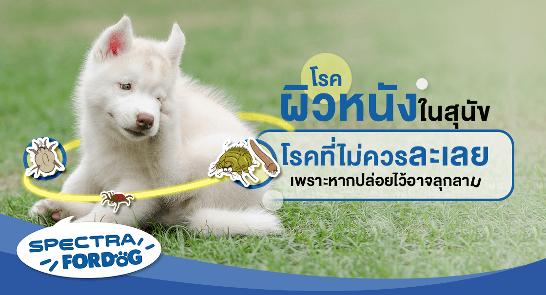 aw_211223_nxg_banner_skinnn33_d01---สำเนา (1).png
