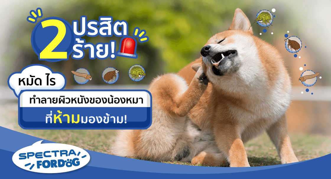 2_parasitic_skin_disease