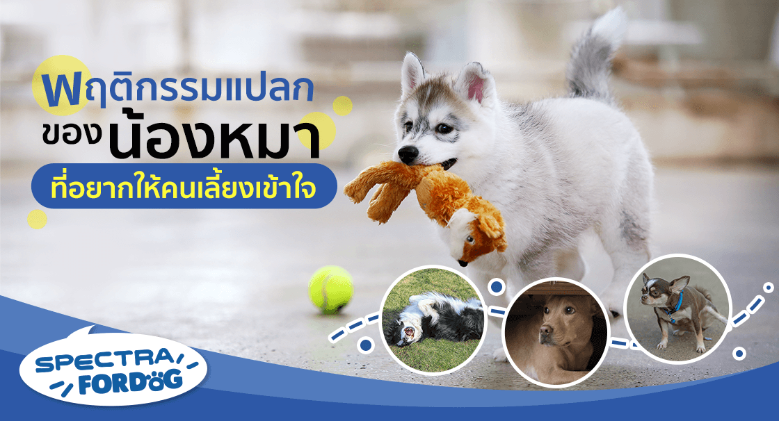 nextgard_thumbnail-website-1120x606 (1)_1.png