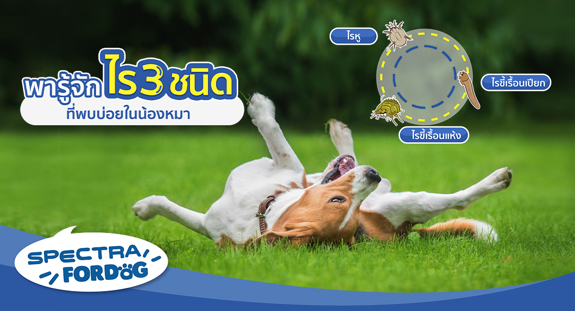 know_3_types_of_mites