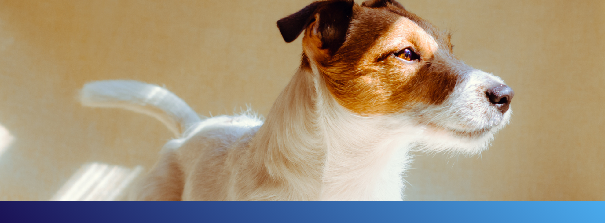 Nexgard spectra is good for jack russel_LFC Mobile