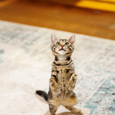 Cat pic kitten stand up 377x377
