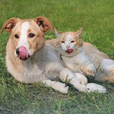 dog and cat lay on grass