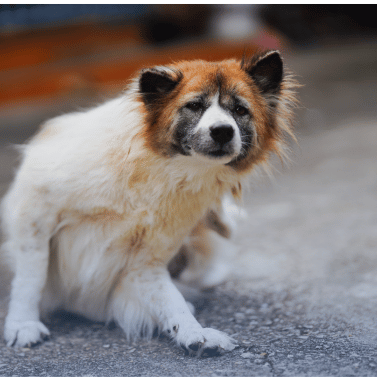 Dog itchy - parasites can cause skin issue