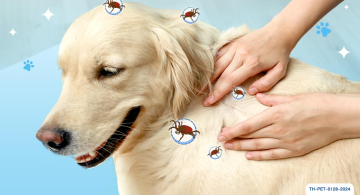 เห็บหมา