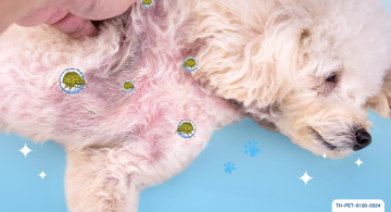 sarcoptic mange mites)