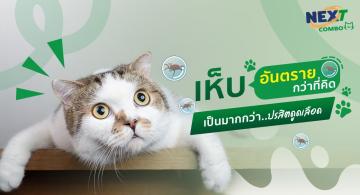 เห็บแมว