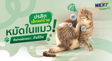 หมัดแมว