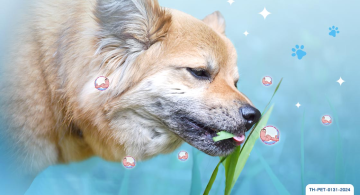 12 พยาธิตัวกลม (roundworm)_article.jpg