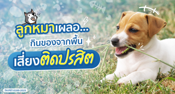 spectra_cover long form ลูกหมาเผลอกินของจากพื้น เสี่ยงติดปรสิต_fn.jpg