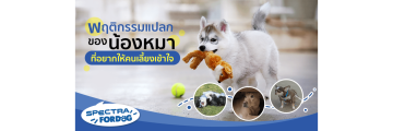 พฤติกรรมแปลกของน้องหมาที่อยากให้คนเลี้ยงเข้าใจ.png