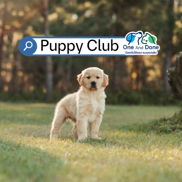 Puppy club_small golden retriver_one and Done