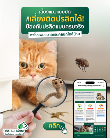cat banner mb