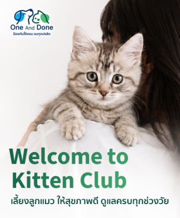 Kitten_Cover_Phone