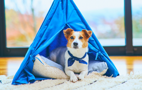 Dog tent 588x372