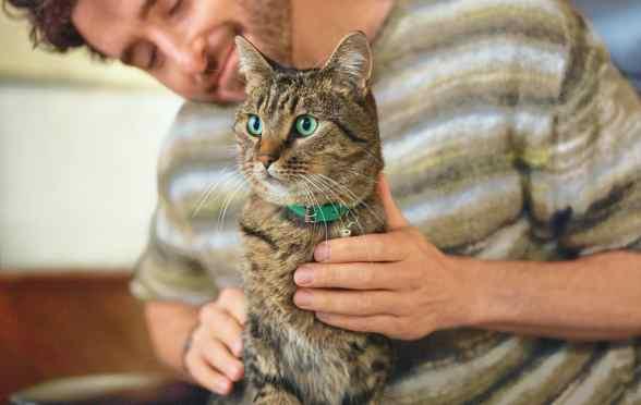 Cat green collar sitting on lap