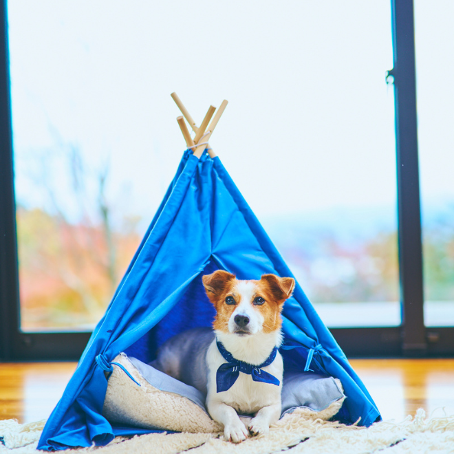 Jack Russell-SpectraForDog-สุนัข NexGardSpectra