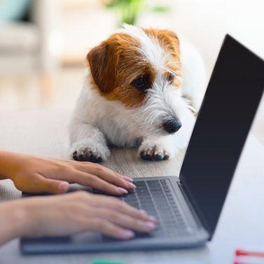 dog laptop jpeg