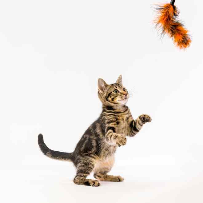 Risk of cat to parasite​  NexFamily-NexGard-NexGard COMBO-เช็กความเสี่ยง ทาสเเมว