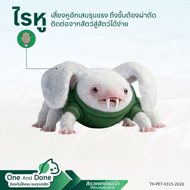 Cat Ear mite คันหู ใช้ NexGard COMBO ในการรักษา