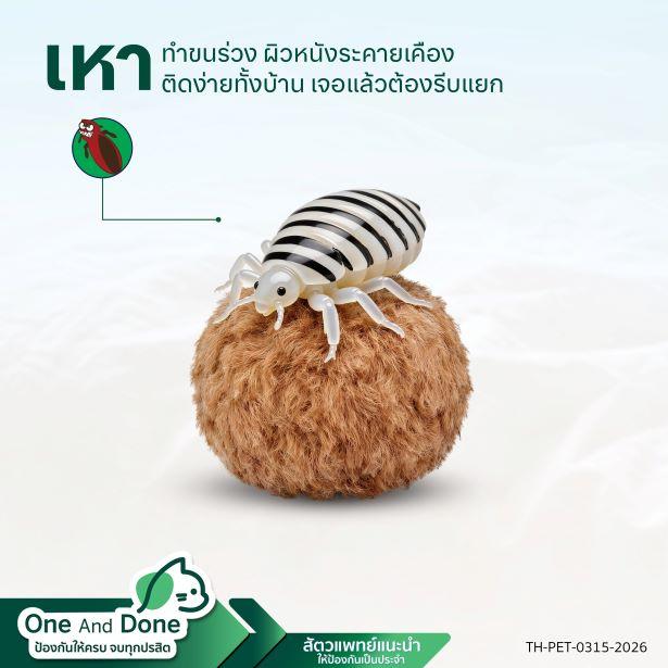NexGard COMBO ป้องกันพยาธิ เห็บหมัด ไรหู เหาแมว ได้อย่างครบวงจร