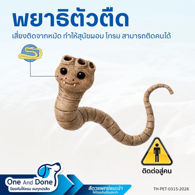 Nexgard spectra ป้องกันพยาธิตัวตืดจากหมัด