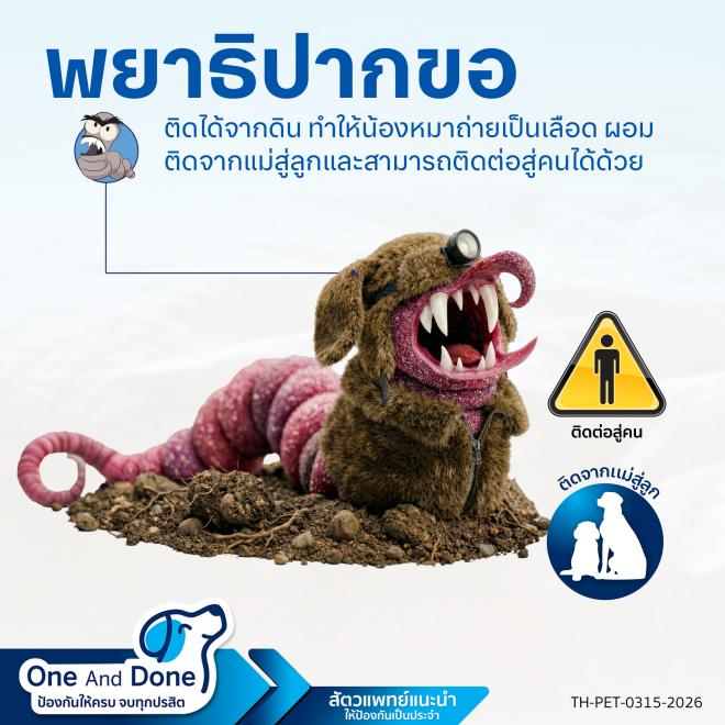 dog hookworm พยาธิปากขอ Nexgard spectra ป้องกันและกำจัดพยาธิปากขอ